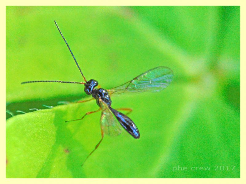 pr. Braconidae 4 mm. su Trifolium - Anzio 22.12.2017 (5).jpg