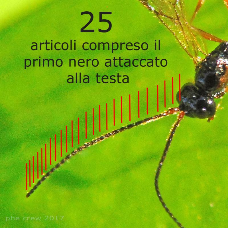 pr. Braconidae 4 mm. su Trifolium - Anzio 22.12.2017 (16).JPG