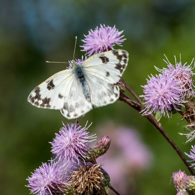 Pontia edusa-3_modificato-1.jpg