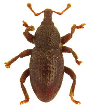 Leiosoma colonnellii.jpg