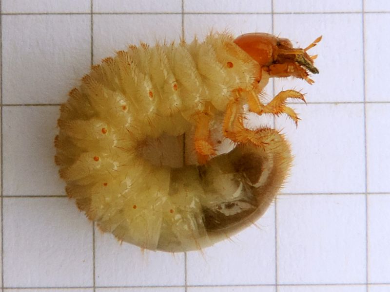 Larva_coleottero_ casa.jpg