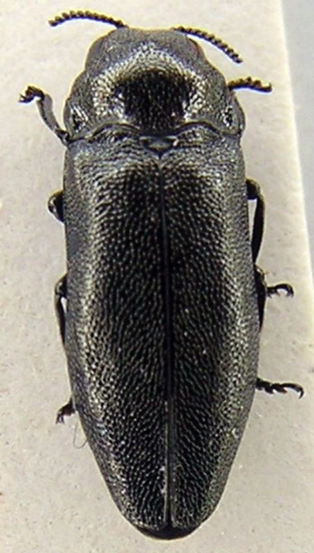 buprestidae.jpg