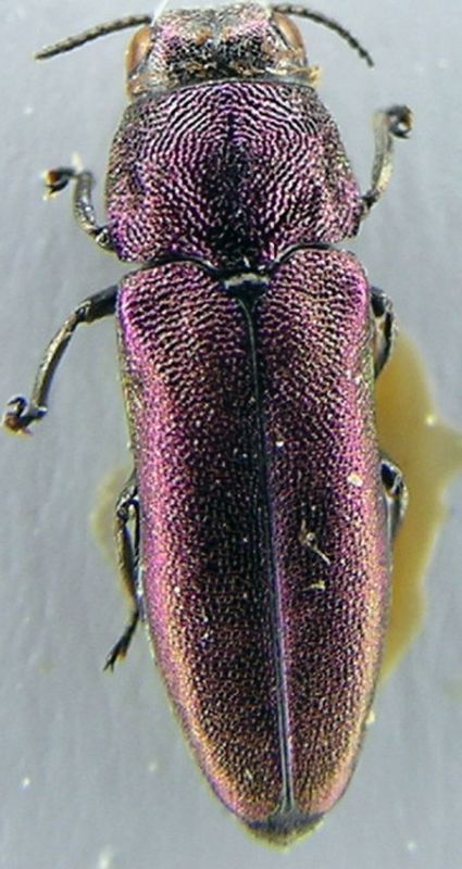 buprestidae albania.jpg