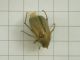 Amphimallon_sp_ (3).jpg