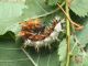 Polygonia_ c_album_ parassitata_da_Sturmia_sp.jpg