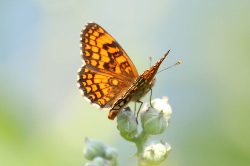 Melitaea  (1).jpg