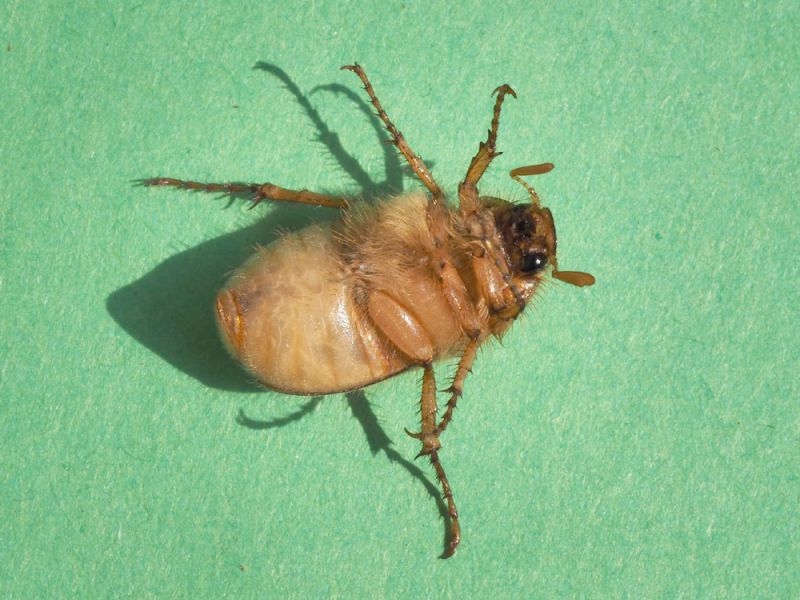 Amphimallon_sp_M.jpg