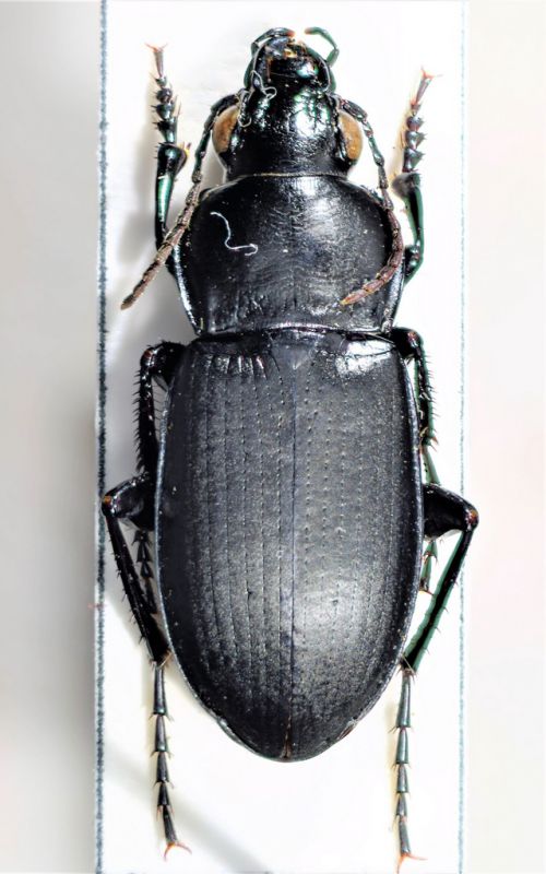 tn_P. punctulatus.jpg