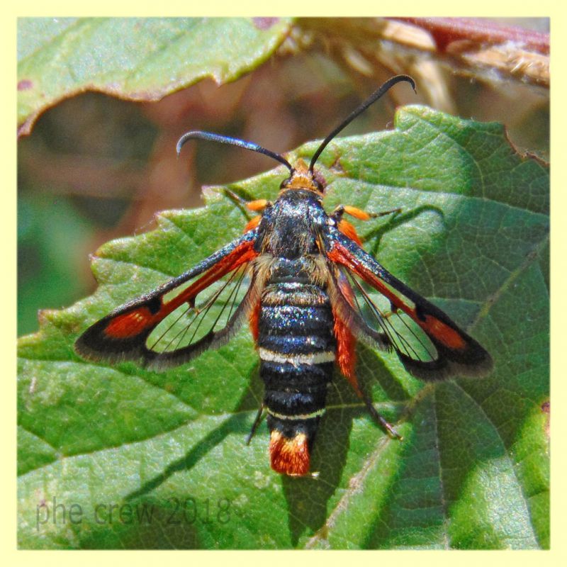 Pyropteron chrysidiformis - Anzio 18.6.2018.JPG