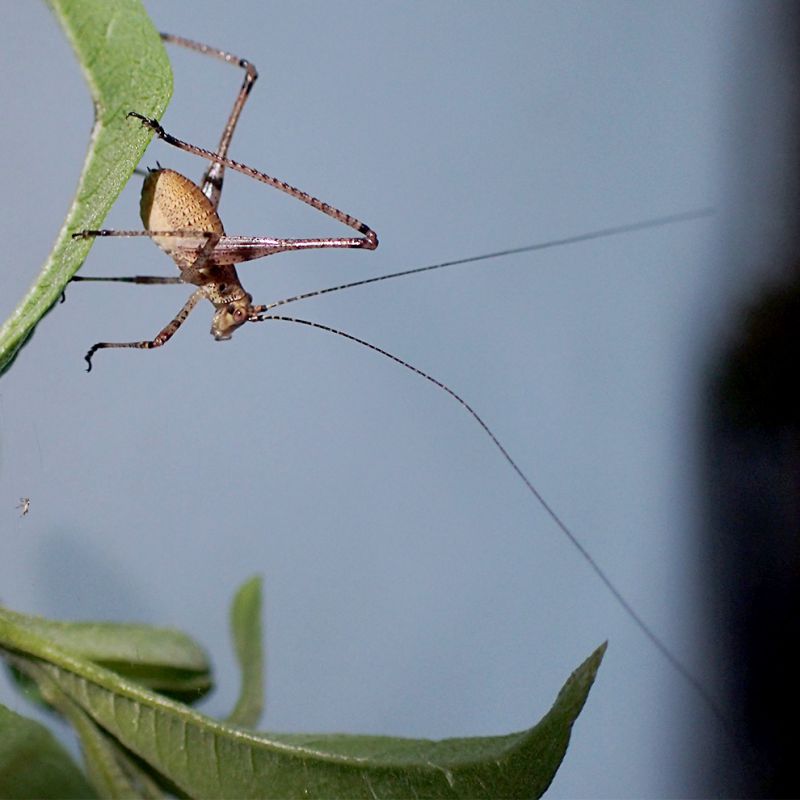 Tettigo3.jpg