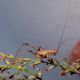 tettigo1.jpg