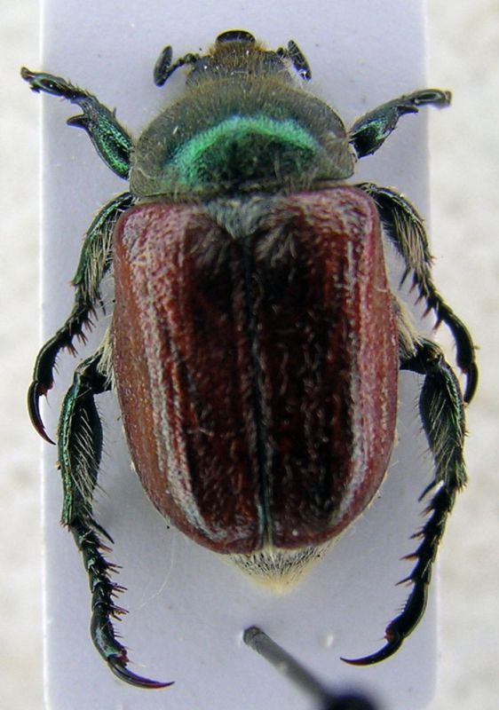 anisoplia 2a.jpg