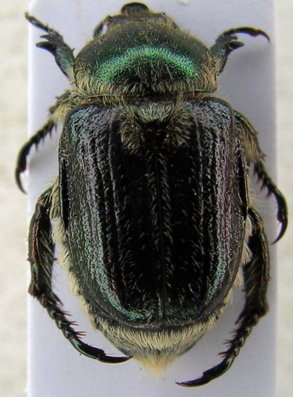 anisoplia 1a.jpg