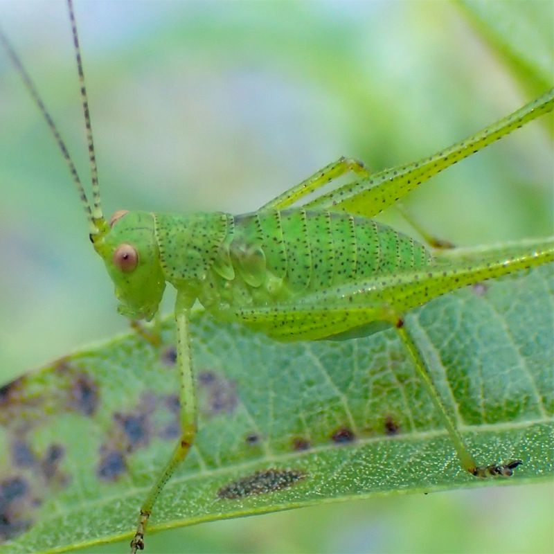 tettigreen2.jpg