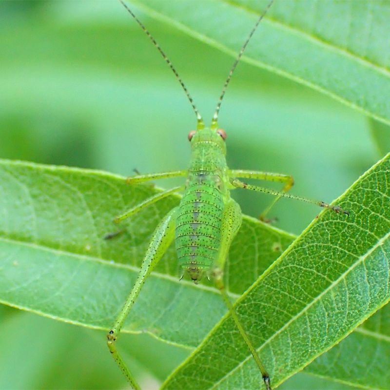 P6204413tettigreen.jpg