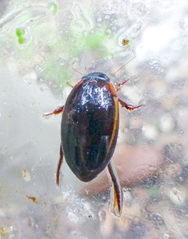 Dytiscidae_Castel_Volturno_CE_P1050461.jpg