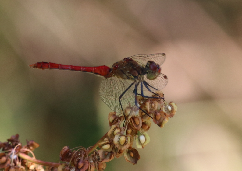 IMG_3941_RedDragonfly_sm.JPG