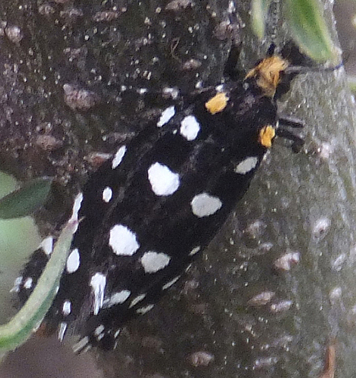 Unidentified_spotted_moth.jpg