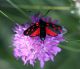 Zygaena transalpina.JPG
