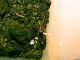 IMG_2382_800x600.jpg