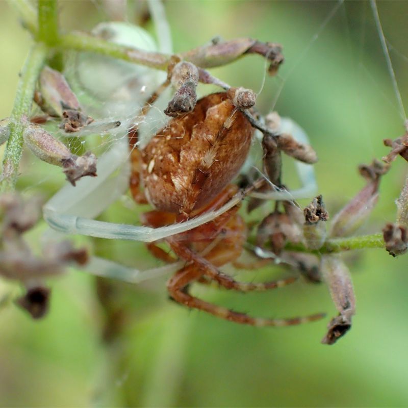 spiderhug.jpg