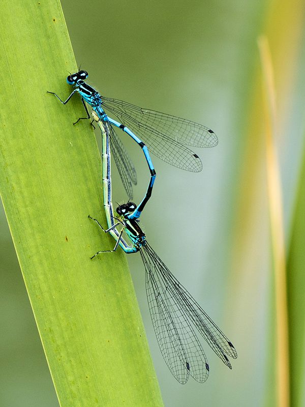 coenagrion_puella_ei_7152.jpg