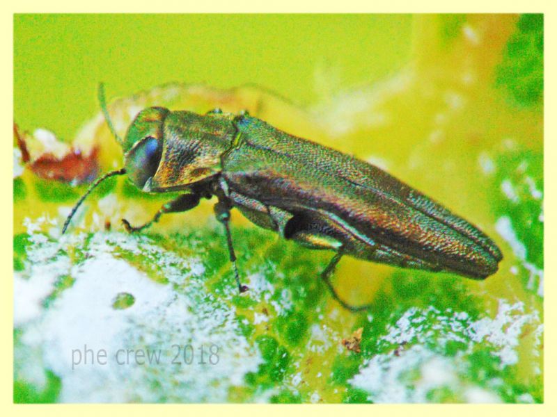 prob. Agrilus derasofasciatus -Anzio - 18.6.2018 - 4 mm. su vite (2).JPG