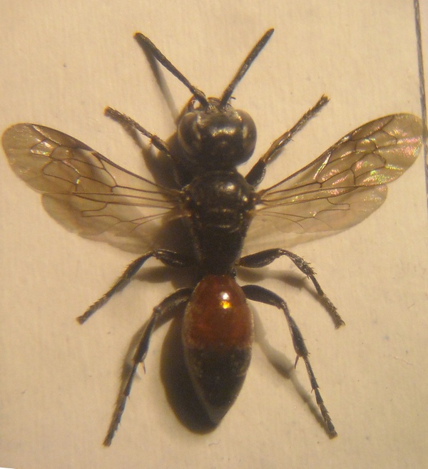 Harpactus niger 004 A.jpg