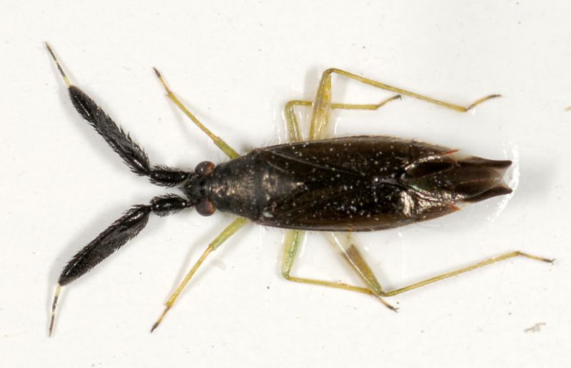 Excentricus planicornis.jpg