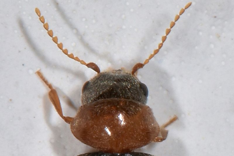 2 lasioderma sp anobiidae baronessa.jpg