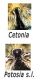 Cetonia.jpg
