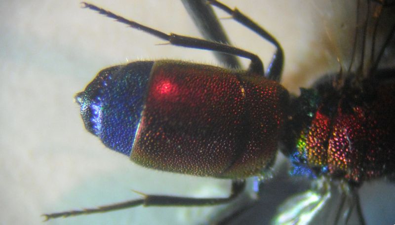 Chrysis 12 001 A.jpg