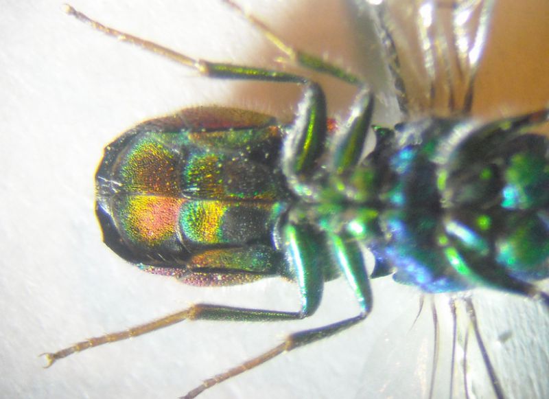 Chrysis 23 003 A.jpg