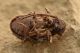 4 anobiidae ptininae baronessa.JPG