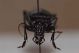 Carabus1.JPG