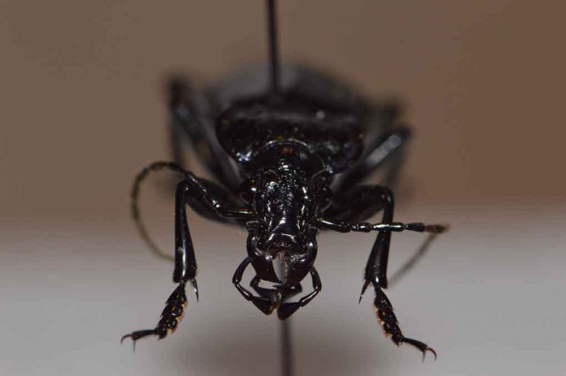 Carabus1.JPG