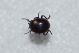Chrysolina2.JPG