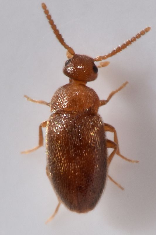 1  trotomma pubescens scraptiidae baronessa.jpg