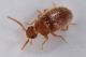 3 trotomma pubescens scraptiidae baronessa.jpg