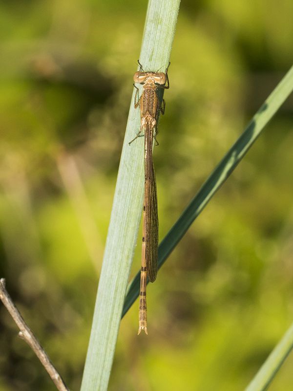 platycnemis_pennipes_fei_7634.jpg