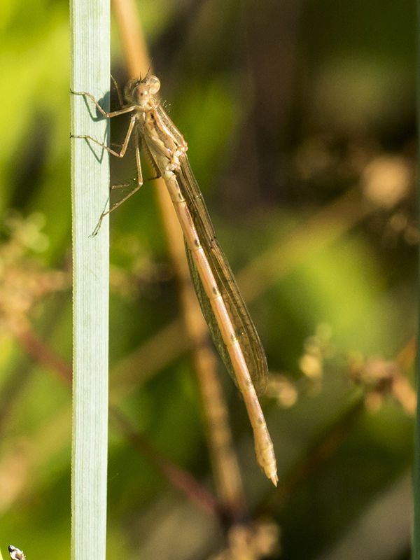 platycnemis_pennipes_fei_7637.jpg