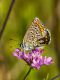 polyommatus_icarus_ei_7680.jpg