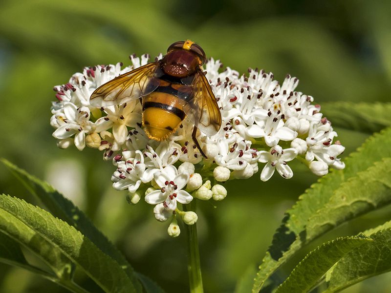 volucella_inanis_ei_7659.jpg