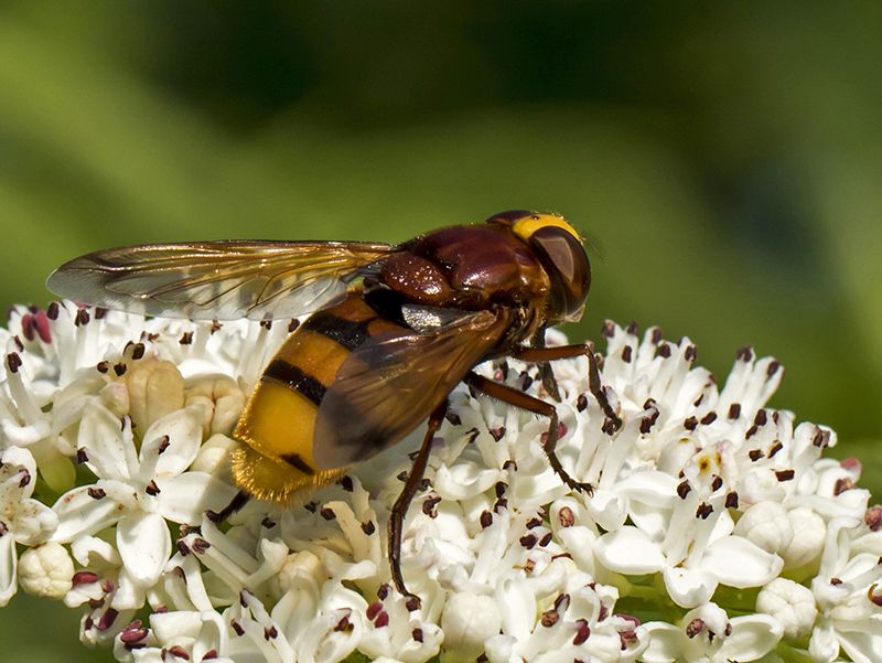 volucella_inanis_ei_7660_b.jpg