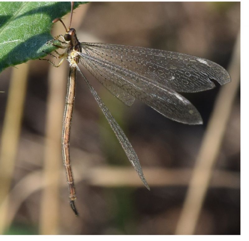 myrmeleontidae_MartinoRomano.jpg