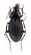 Comb2549_29zL6cr.jpg