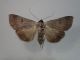 20180610 Lygephila craccae ♀ Roccella Valdemone Cda Barbabecco.JPG