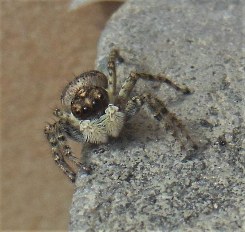 Salticidae (2).jpg