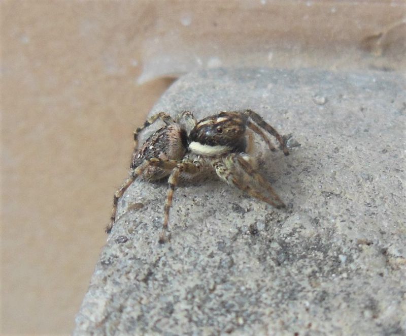 Salticidae (1).jpg