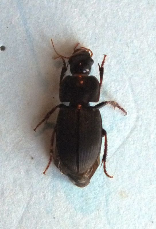 5° bis carabidae.JPG